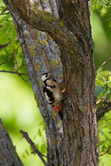 Naklejka na ściany i meble Syrische Bonte Specht, Syrian Woodpecker, Dendrocopos syriacus