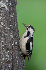 Syrische Bonte Specht, Syrian Woodpecker, Dendrocopos syriacus