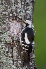 Syrische Bonte Specht, Syrian Woodpecker, Dendrocopos syriacus