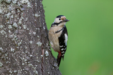 Syrische Bonte Specht, Syrian Woodpecker, Dendrocopos syriacus