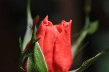 Rosenblüte