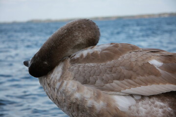 łabędź, ptak, zima, spacer, zwierzęta, natura, przyroda, niebo, fruwać, latać, dziki, dziób, dokarmianie, biały, dumny, piękny, majestatyczny, samotny, pióra, woda, pływać, jezioro, staw, sen © klimekm