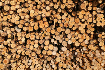close up view of a stack pile of freshly cut trees with natural light and shadows