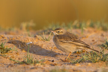 Duinpieper, Tawny Pipit, Anthus campestris