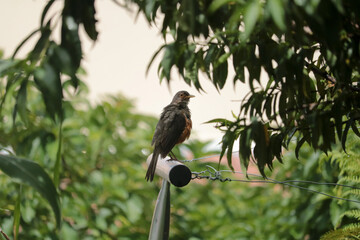 bird of prey