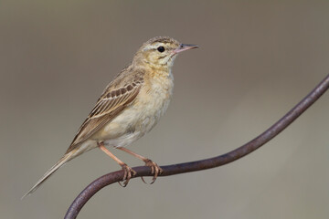 Duinpieper, Tawny Pipit, Anthus campestris griseus