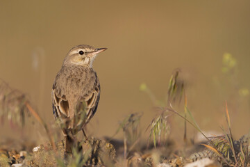 Duinpieper, Tawny Pipit, Anthus campestris griseus