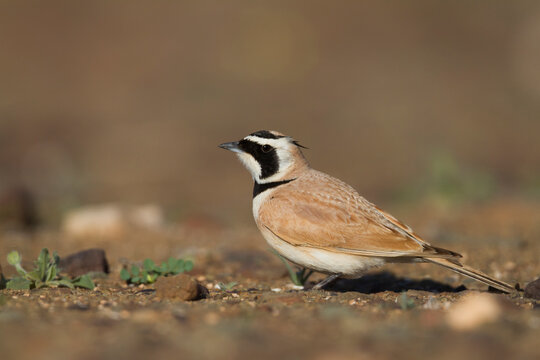 Temmincks Strandleeuwerik, Temminck's Lark, Eremophila bilopha © AGAMI