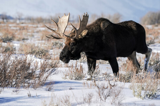 Massive Bull Moose - Winter