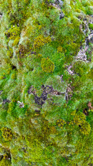 Green moss on a gray stone, beautiful bright background, wallpaper, natural texture.