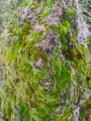 Green moss on a gray stone, beautiful bright background, wallpaper, natural texture.