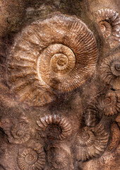 Ammonite fossils on the surface of the stone