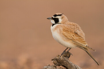 Temmincks Strandleeuwerik, Temminck's Lark, Eremophila bilopha