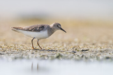 Temmincks Strandloper, Temminck's Stint, Calidris temminckii