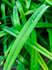Drops of water on bright green leaves, morning dew on the shade, raindrops. Green background, wallpaper.