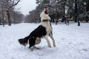 Border Collie breed dog playing in the snow after the storm Filomena passed through the capital. Extreme cold. Nevada in Madrid. Filomena storm.