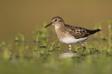 Temmincks Strandloper, Temminck's Stint, Calidris temminckii