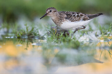 Temmincks Strandloper, Temminck's Stint, Calidris temminckii