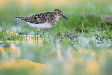 Temmincks Strandloper, Temminck's Stint, Calidris temminckii