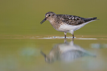 Temmincks Strandloper, Temminck's Stint, Calidris temminckii