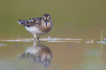 Temmincks Strandloper, Temminck's Stint, Calidris temminckii