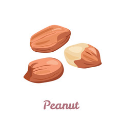 Peanuts isolated on white background. Vector illustration of peeled nuts in cartoon flat style.
