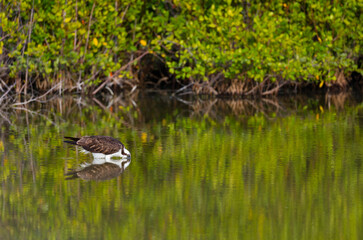 OSPREY - AGUILA PESCADORA (Pandion haliaetus) also called sea hawk, river hawk, and fish hawk, Florida, Usa, América