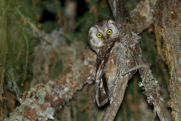 Ruigpootuil, Tengalm's Owl, Aegolius funereus