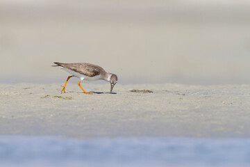 Terekruiter, Terek Sandpiper, Xenus cinereus