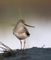 Terekruiter, Terek Sandpiper, Xenus cinereus