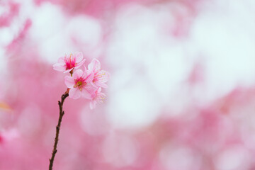 Soft focus Cherry Blossom or Sakura flower on white background with nature sun light, Pink flowers.