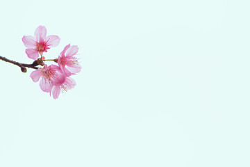 Fototapeta na wymiar Soft focus Cherry Blossom or Sakura flower on white background with nature sun light, Pink flowers.