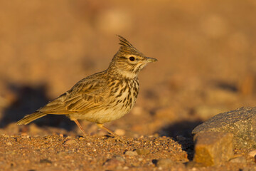 Theklaleeuwerik, Thekla Lark, Galeridae theklae theresae