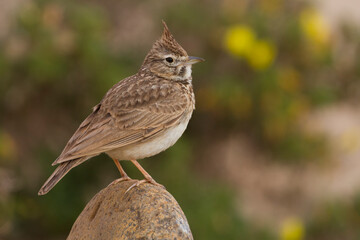 Theklaleeuwerik, Thekla Lark, Galeridae theklae ruficolor