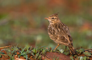 Theklaleeuwerik, Thekla Lark, Galeridae theklae ruficolor