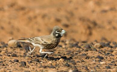 Diksnavelleeuwerik, Thick-billed Lark, Rhamphocory clotbey
