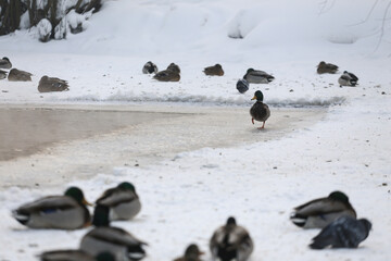 gray ducks on white snow. winter