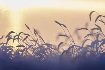 Shadow of wheat stalks on field in front of pale yellow sky at sunset. Wheat field silhouette....