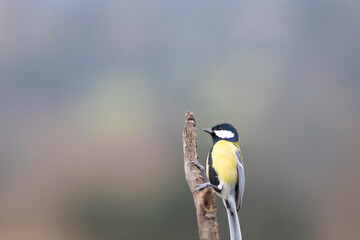 Carbonero (parus major)