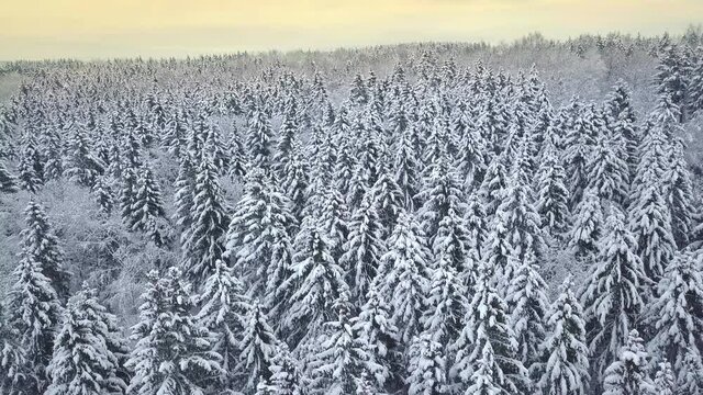 Winter forest nature snow-covered winter trees landscape. recreation travel and tourism frosty tree tops bright colors aerial photography . The sky is on the horizon. 