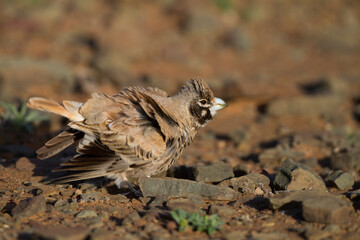 Diksnavelleeuwerik, Thick-billed Lark, Rhamphocory clotbey