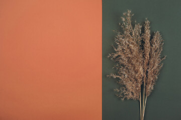 Top view of Pampas dry grass over terracotta red and green background with copy space. Earth trendy...