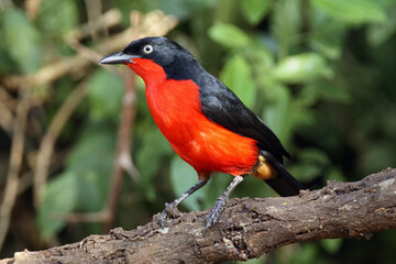 The black-headed gonol (Laniarius erythrogaster) sitting on a branch.Black bird with a yellow eye and red belly sitting on a branch with a green background. Attractive rare bird from Africa.