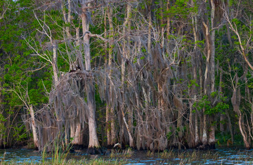OSPREY - AGUILA PESCADORA (Pandion haliaetus) also called sea hawk, river hawk, and fish hawk, Florida, Usa, Am&eacute;rica