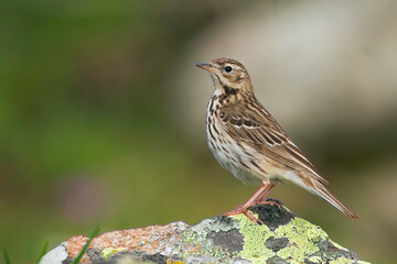 Boompieper, Tree Pipit, Anthus trivialis