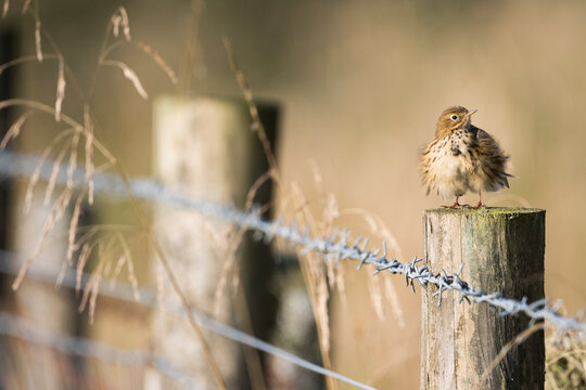 Tree Pipit, Boompieper, Anthus trivialis