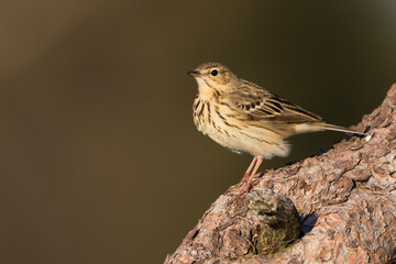 Boompieper, Tree Pipit, Anthus trivialis