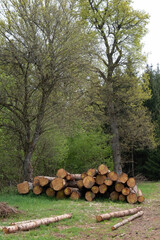 Fortwirtschaft: Auf einer Waldlichtung liegen ein paar Baumstämme Holz zur Weiterverarbeitung