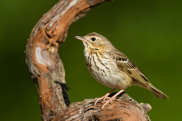 Boompieper, Tree Pipit, Anthus trivialis