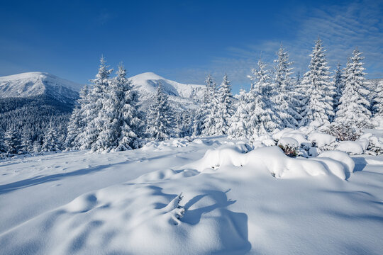 Fantastic winter landscape with spruces covered in snow in frosty day.